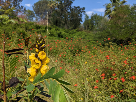 Stalk with bright yellow flowers against a blurry background of green shrubs with red flowers, trees and sky.