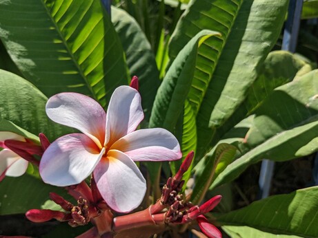 A white flower with 5 rounded petals in front of broad green leaves.