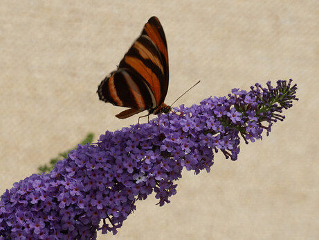 An orange and black banded butterfly on a conical stalk of tiny purple flowers.