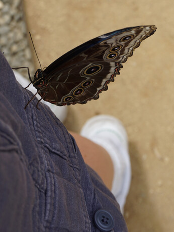 Looking down at a large brown and white butterfly with lots of circles on its wings perched on a pant leg. The rest of my leg and shoe are blurry in the background.