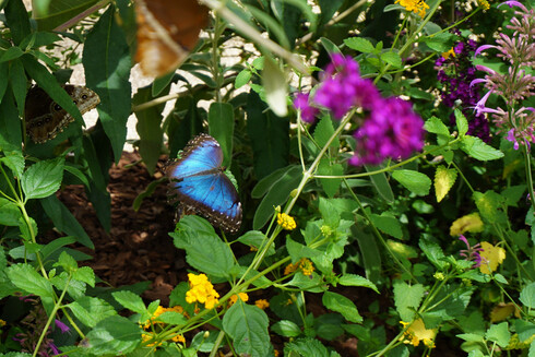 A bright blue butterfly with black edges on its wings, which are wide open, flying past shady leaves and flowers.
