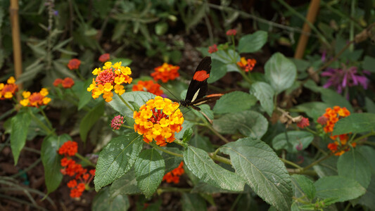 A black butterfly with one orange band and a splash of white on each wing, perched on a globular cluster of orange/yellow flowers, surrounded by leaves and more flowers.