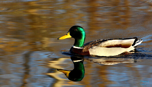 Mallord Duck on Lake