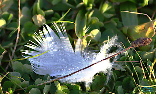 White Feather laying on the Grass