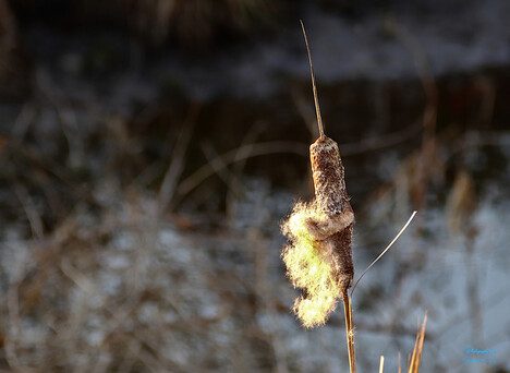 Cattail