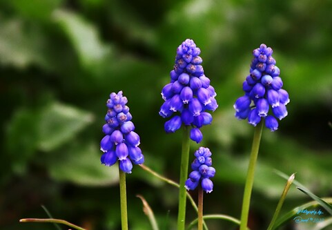 Grape Hyacinths