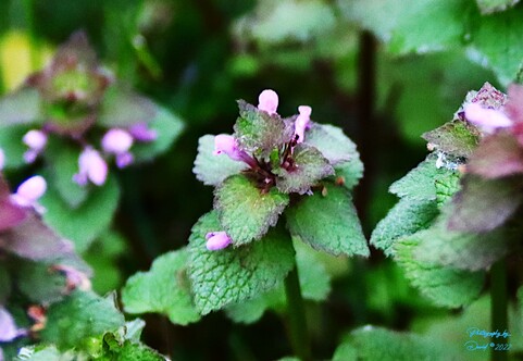 Purple dead-nettle