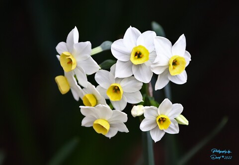 Paperwhite Daffodil's
aka Bunch Flowers