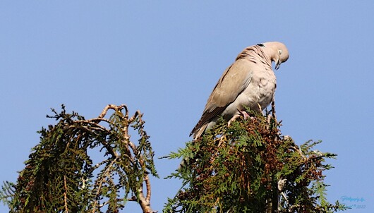 Ring Neck Dove in the Tree Top