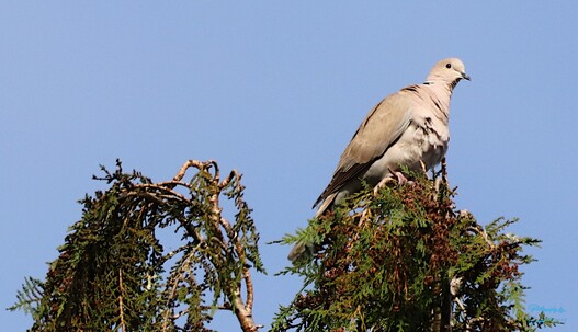 Ring Neck Dove in the Tree Top