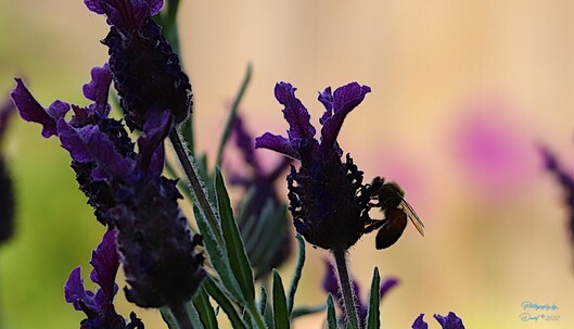 SIlhouette of Bee on a Lavender Blossom