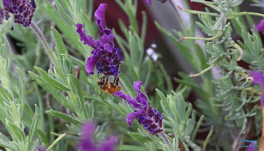 Bee on a Lavender Plant