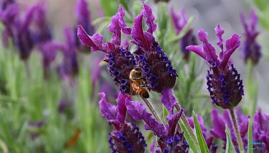 Bee on a Lavender Plant