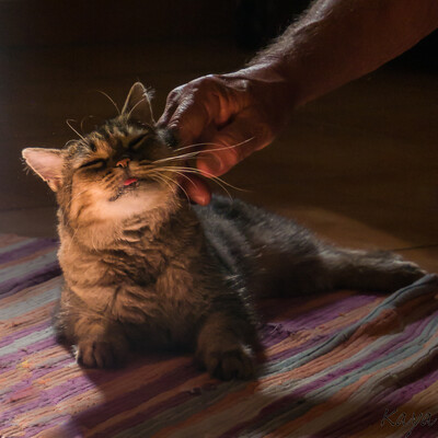 Eine Hand streichelt eine sichtlich genießende Katze 