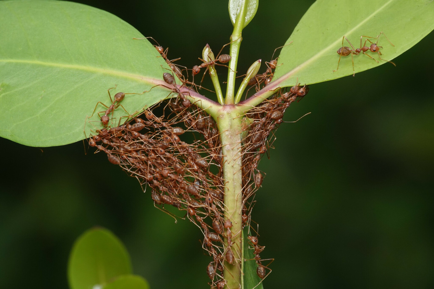 Reddish brown ants holding on to each other as they pull on leaves.