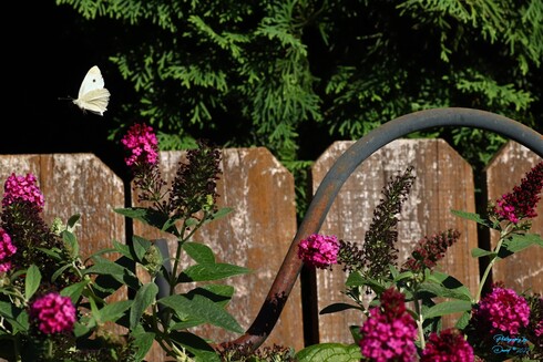The White Butterfly