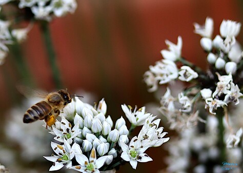 Bee in Flight