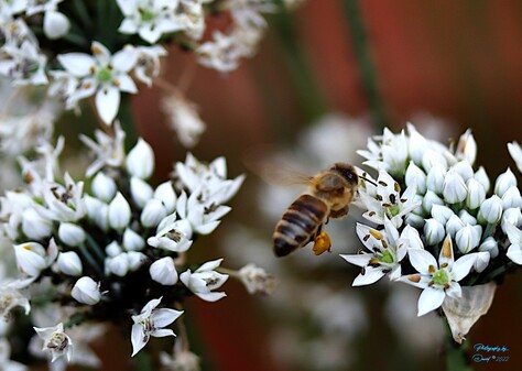 Bee in Flight