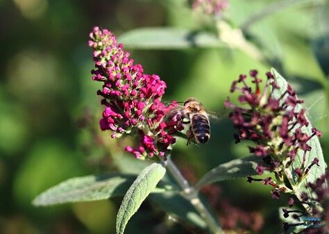 Bee in Flight