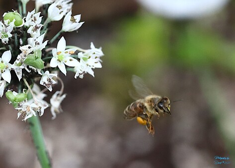 Bee in Flight
