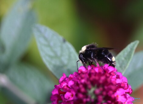 Bumblebee
