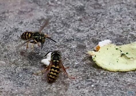 Yellow Jackets and Potato Chip