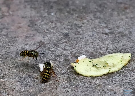 Yellow Jackets and Potato Chip