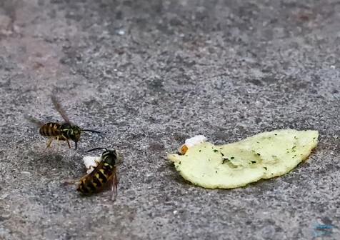 Yellow Jackets and Potato Chip