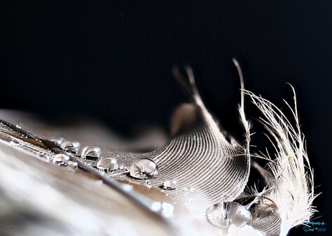 Closeup Feather with Water Droplets