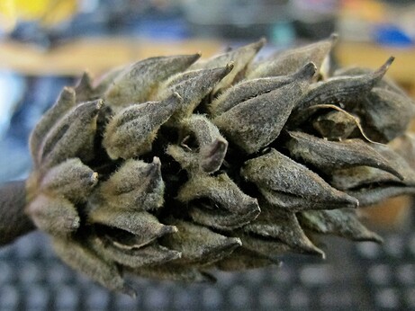 Closeup Magnolia Seed Pod