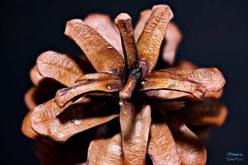 Closeup Pine Cone.

This image was stacked from over 80 individual images using Zerene Stacker in Linux.
