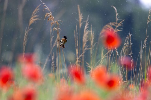 Im Vordergrund sind verschwommene Mohnblumen das Hauptmotiv ist ein singendes Schwarzkehlchen, dass auf einem Schilfhalm im Regen sitzt.