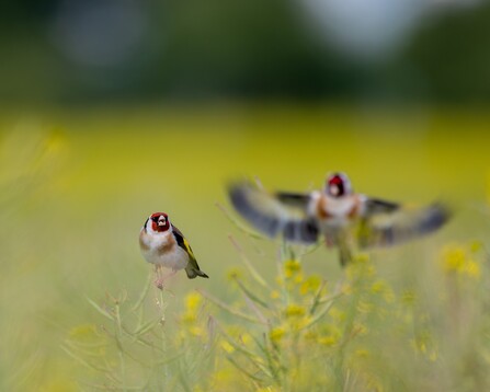 Zwei Stieglitze in einem Rapsfeld. Der Vogel im Vordergrund landet gerade und ist daher unscharf und der im Hintergrund ist gut zu erkennen und von der Anwesenheit des anderen Vogels nicht begeistert.
