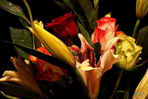 Floral Arrangement
Focus Stacked using Zerene Stacker in Linux