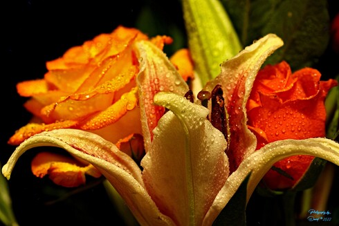 Floral Arrangement
Focus Stacked using Zerene Stacker in Linux