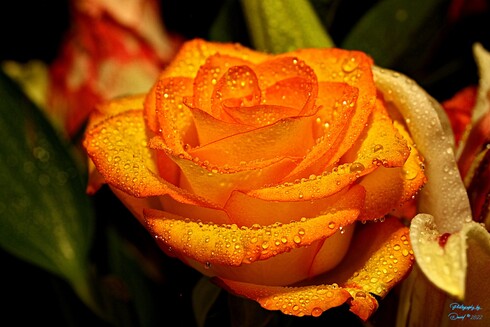 Rose with Water Drops 
Focus Stacked using Zerene Stacker in Linux