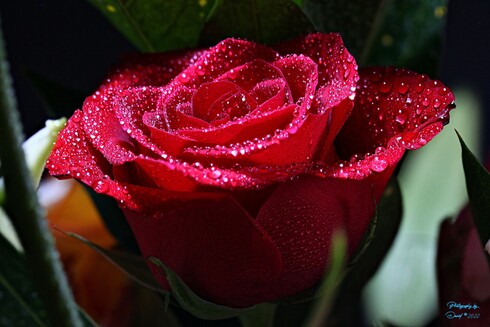 Red Rose and Water Droplets