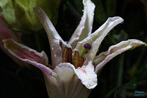 Lily with Water Droplets