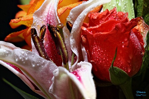 Lily and Rose with Water Droplets