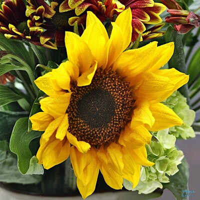 Common Sunflower
