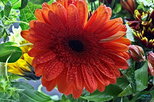 African Daisy