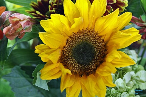Common Sunflower