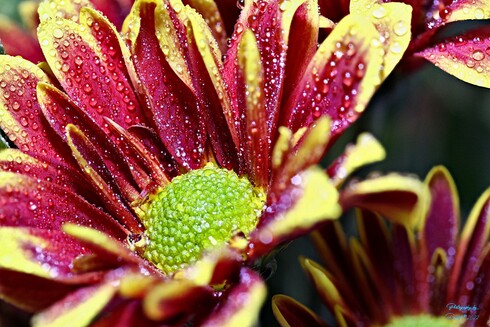 African Daisy