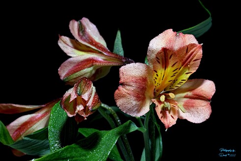 Closeup Lily of The Incas