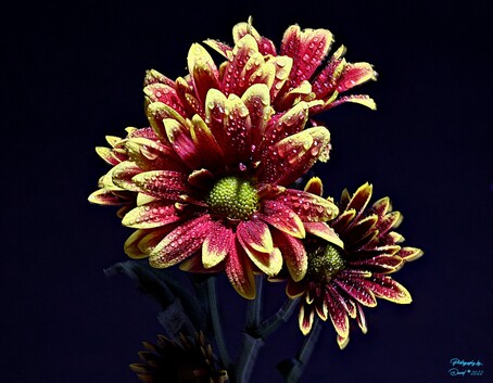 Closeup Focus Stacked African Daisy