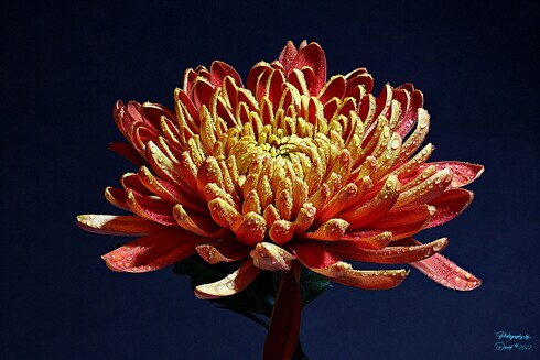Closeup Focus Stacked African Daisy