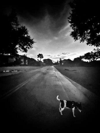 Morning walk with my dog