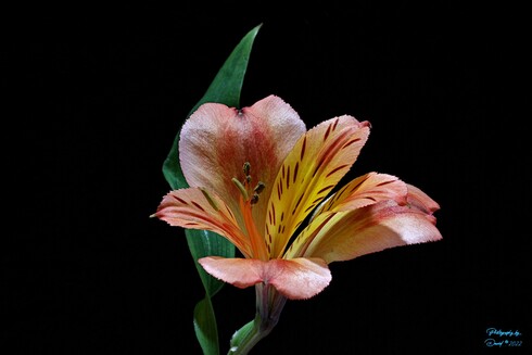 Focus Stacked Lily of The Incas
Version 2