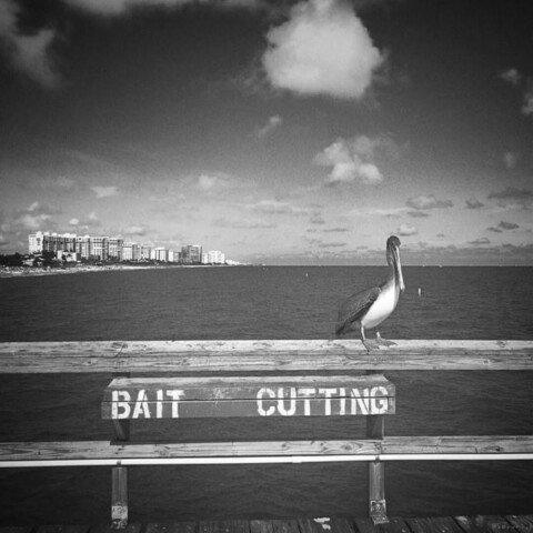 Pelican on the handrail of fishing pier