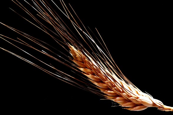 A Head of Wheat Closeup